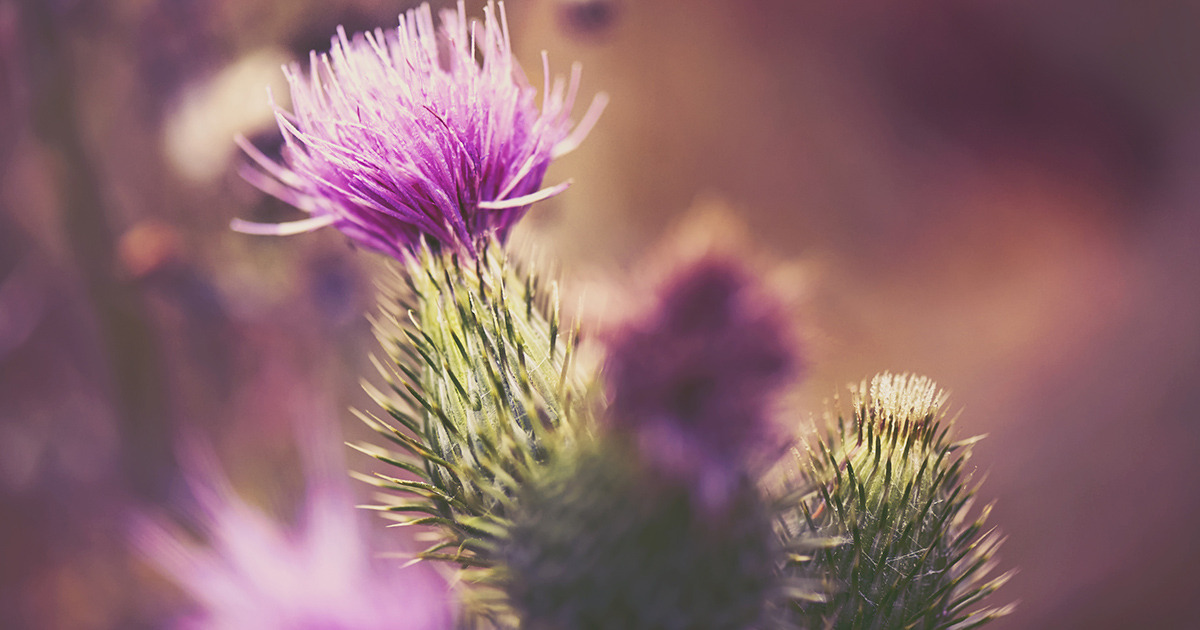 The Benefits of Milk Thistle